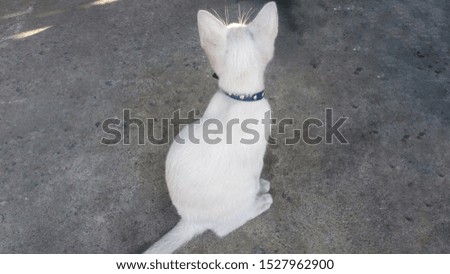 The back view of a white cat sitting on the ground.