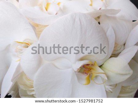 Beautiful large white petals of delicate Orchid in the bride's bouquet. Festive spectacular bouquet for anniversary, Birthday, Valentine's day. A gift for the holiday. A close-up shot