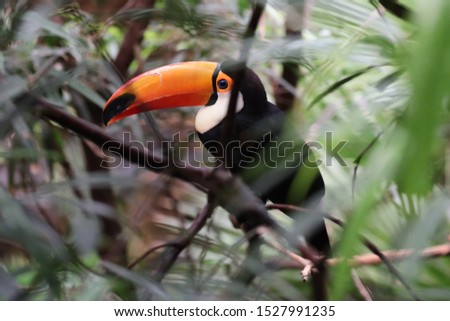 A toco toucan, Ramphastos Toco, on a branch. It is found in semi-open habitats throughout a large part of central and eastern South America.