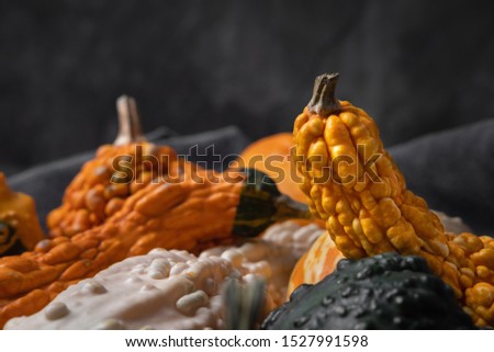 Squash and pumpkin faded on a grey texture background. Side view of assorted colorful warty vegetables. Autumn harvest concept. Low key food photography. Copy space