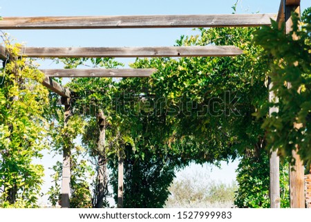 wooden structure covered with vegetation to shade in the park of the city