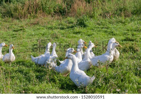 Geese on the farm. Many geese walks in nature. White birds huddled in a flock.