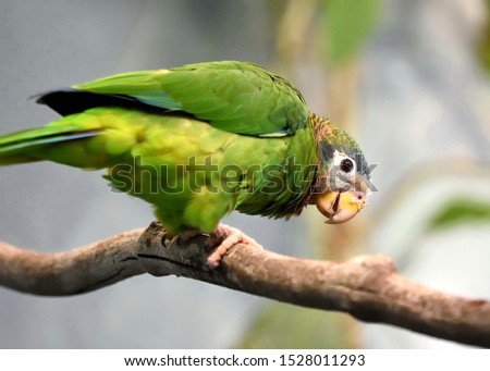 Curious stare of the Yellow-billed amazon, also called the Jamaican amazon, (Amazona collaria)  Royalty-Free Stock Photo #1528011293