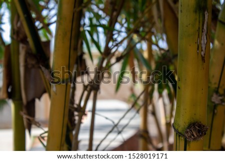 Close view of the bamboo trees