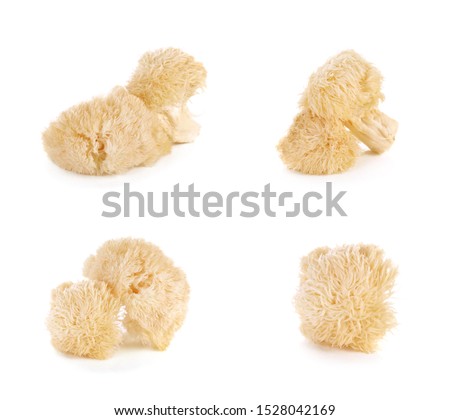 Hericium erinaceus mushroom (monkey head mushroom, bearded tooth fungus, bearded hedgehog mushroom, pom pom, lion's mane mushroom) Royalty-Free Stock Photo #1528042169