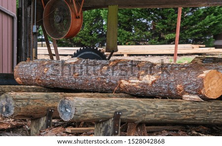 A Large Pine Log in Sawmill Operation