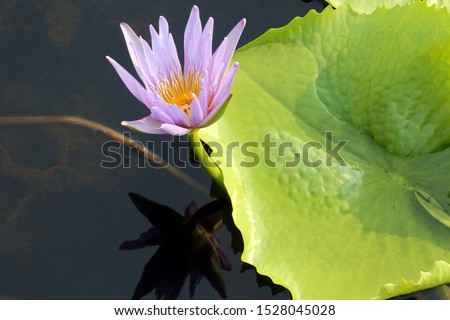 Beautiful Lotus - Picture of beautiful lotus in lotus park located at Sakonnakorn Province, Thailand.