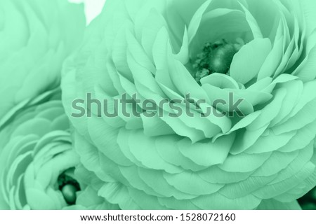 Flower petals in trendy mint color toned, close up. Color trend 2020 Neo mint. Abstract new mint color background. Abstract light green Ranunculus asiaticus or Persian buttercup flowers