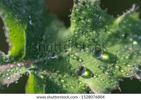 dew drops on beautiful green leaves in the morning the background is blurred