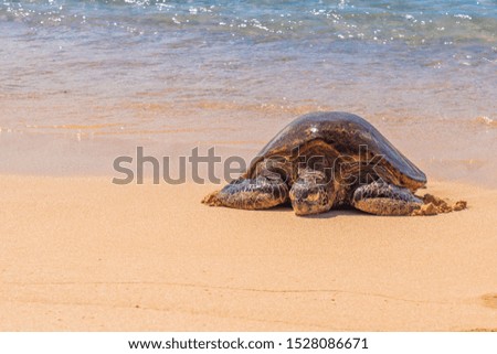 Sea turtle crawling up sandy beach from ocean