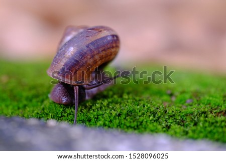Snail animal life in nature on the green grass and crawling find some  food and blur background.selective focus