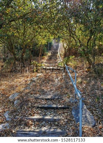 Photo of a wooden staircase with concrete stretching into the distance covered with dry leaves.  Trees along the stairs.