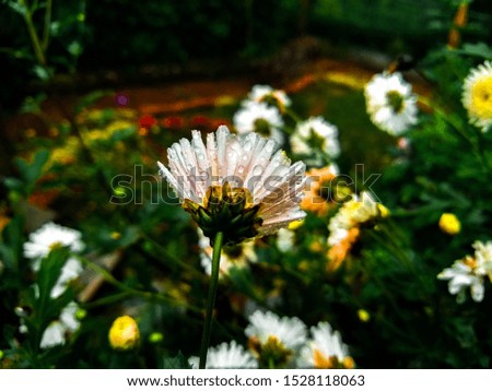 Chrysanthemums with the water on it and the rare picture