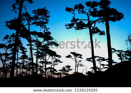 Pictures of pine trees in the rain forest in the morning sun resulting in pictures of pine trees in black.