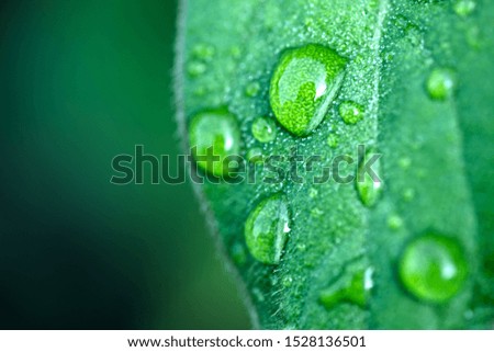 A beautiful raindrops on leaf after rain.
