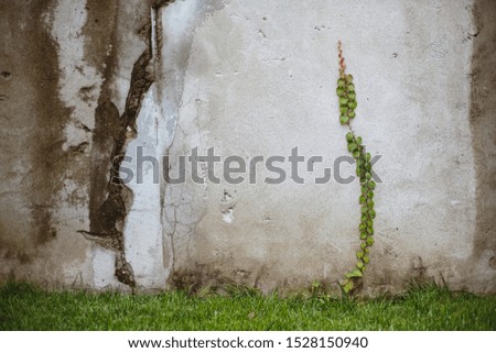 Green climbing plants, creeping climbs on a concrete wall.