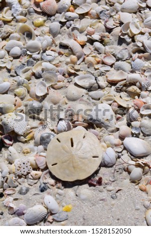 Vertical Background with a sand dollar and shells on the beach
