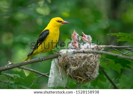 Oriole on a nest with chicks, feeds the chicks.