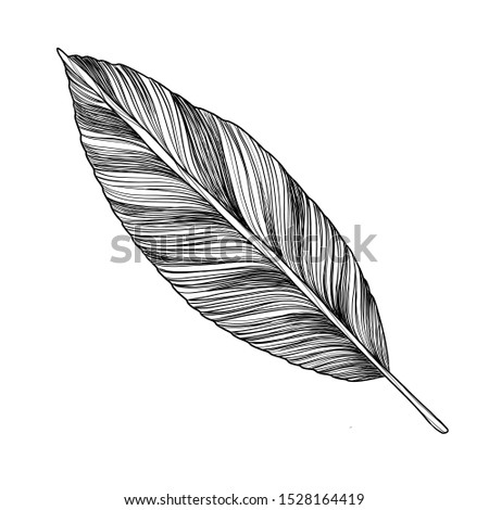 tropical leaf isolated on white background. Vector illustration. 