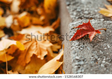 Small red maple leaf on a border among yellow fallen foliage. Cozy, warm picture. Bright autumn landscape, beauty in detail. Autumn background with colorful fallen leaves, outdoor recreation, travel.