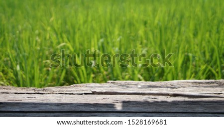 Old wood and green rice feild background
