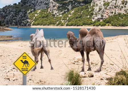 African camels graze on the shores of a lake in the foreground a warning sign