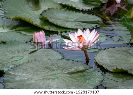An image of a beautiful pink water lily in the garden pond