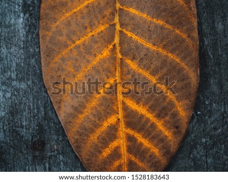 autumn leave, dry fallen foliage texture