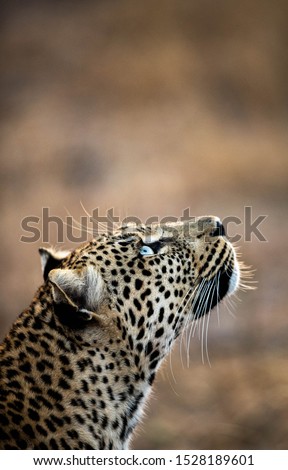Africa leopards photographed in the Kruger Park, South Africa. Images are of wild animals photographed in their natural habitat.