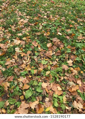 background autumn bright landscape leaves on the ground