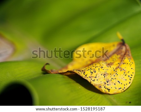 yellow brown tropical tree lifeless leave falling in garden after a rainy night selective focus for abstract backdrop or background picture