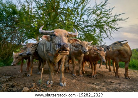 A herd of Thai water buffalo in the  countryside thailand with beautiful sunset sky.            