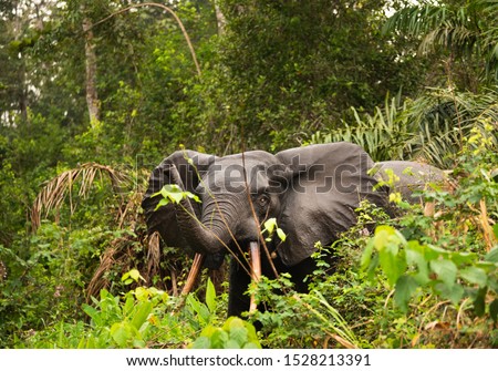African pygmy elephant or forest elephant (Loxodonta cyclotis) as seen in Gabon Loango national park Royalty-Free Stock Photo #1528213391