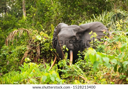 African pygmy elephant or forest elephant (Loxodonta cyclotis) as seen in Gabon Loango national park Royalty-Free Stock Photo #1528213400