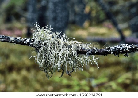 A tree branch covered with moss and lichen in the autumn forest