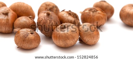 crocus bulb isolated on white background