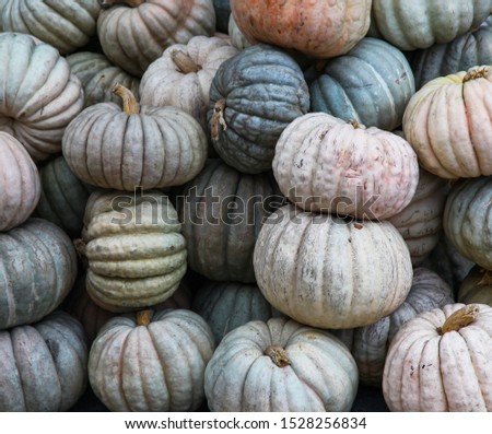 a lot of pumpkins ,autumn 2019