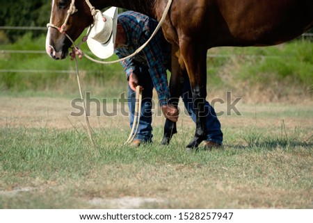 Cowboy with bay mare horse, western lifestyle in grass.