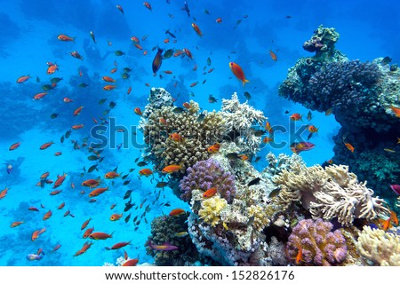 coral reef with soft and hard corals with exotic fishes anthias on the bottom of tropical sea  on blue water background