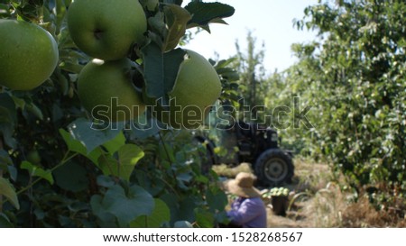 Branch with apples on a background of a tractor and a woman in a hat. Eco farm, eco products, clean, friendly, eco food, vegan. Royalty-Free Stock Photo #1528268567