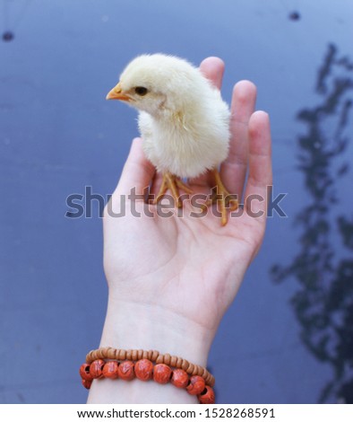 Hand holds little yellow chick. Eco farm, eco products, clean, friendly, eco food, vegan. Royalty-Free Stock Photo #1528268591