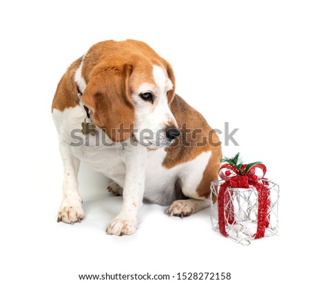 Beagle Dog with a Christmas Present
