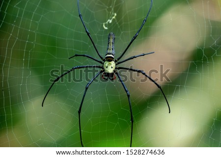 Golden Orb Web Spider, Nephila maculata, from
Khao Sok National Park, Thailand