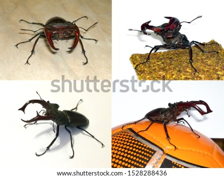 Several angles of a defending stag beetle on a light background, on a soccer ball, on a loaf, on a light background