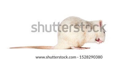 Domestic rat sitting against white background