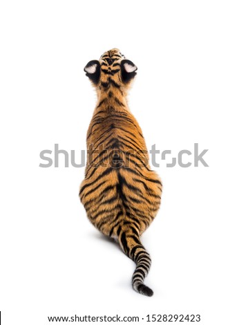 Back view on a two months old tiger cub sitting against white background
