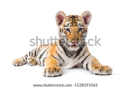 Two months old tiger cub lying against white background Royalty-Free Stock Photo #1528293362