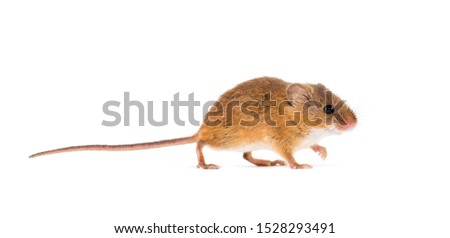 Eurasian harvest mouse, Micromys minutus, in front of white background Royalty-Free Stock Photo #1528293491