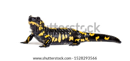 Fire salamander, Salamandra salamandra, in front of white background