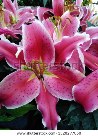 ิBeautiful pink lily flower, Flowers in the garden